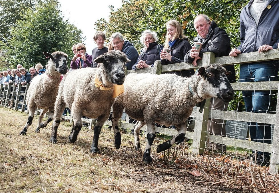 Masham Sheep Fair